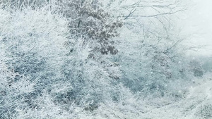 森林里下雪的冬天14秒视频