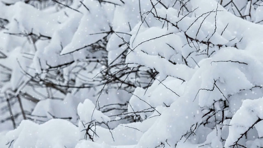 森林上下雪的冬天视频