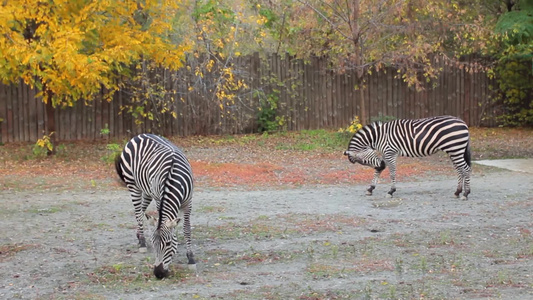 两只格兰特的斑马在秋季动物园吃草视频