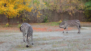 两只格兰特的斑马在秋季动物园吃草9秒视频