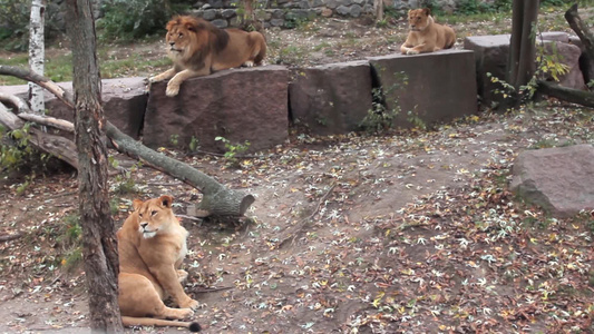 狮子家族在动物园里休息视频