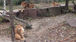 狮子家族在动物园里休息29秒视频