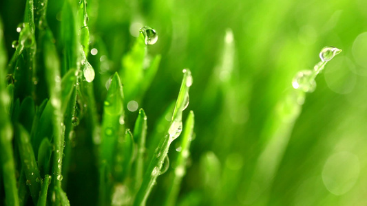 雨下的新鲜青草微距视频视频