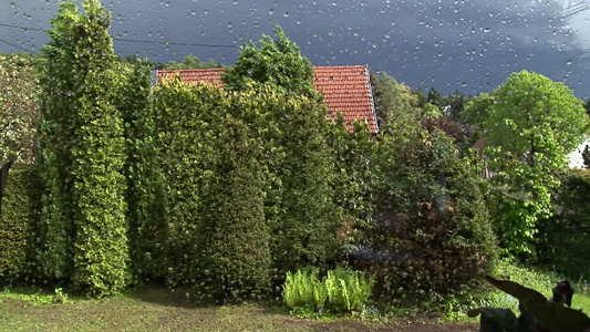 玻璃窗外雷雨交加树叶抖动视频