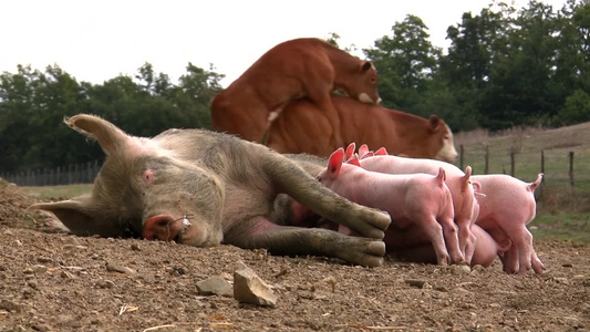 牧场里一只母猪在喂小猪崽视频