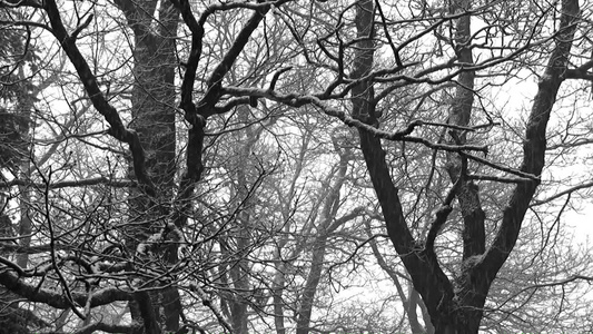 冬天户外下着雪的森林视频