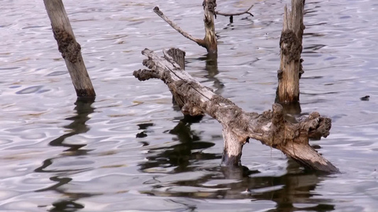 森林湖里的干树视频
