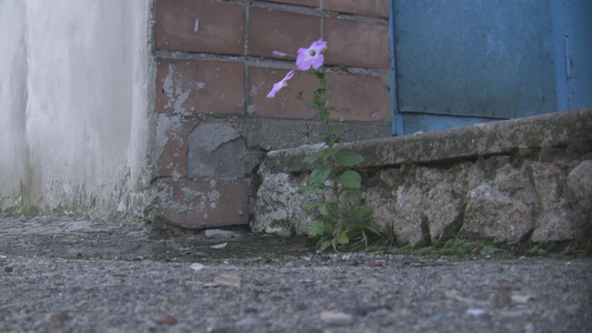 花在水泥沥青中生长视频