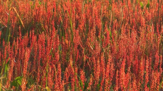 夕阳下的花圃视频