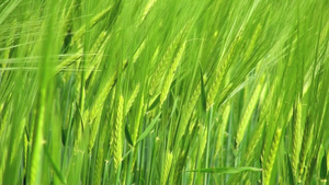 绿色的麦子在风中摇曳6秒视频
