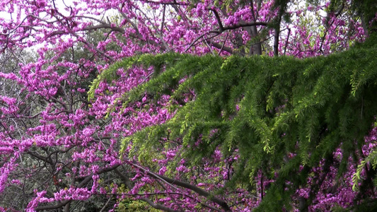 克里米亚沃龙佐夫斯基公园的开花的树视频