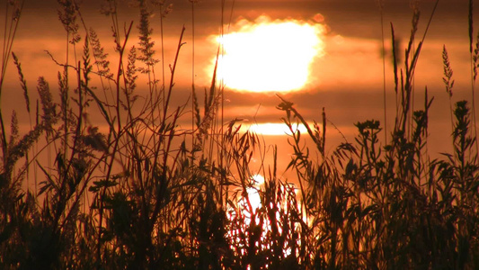夕阳下湖边的草丛视频