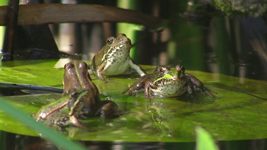 雨停后水塘里的青蛙视频
