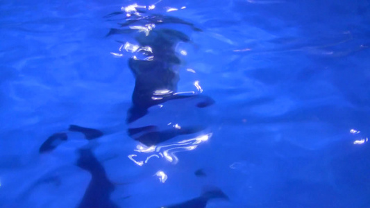 海豚在水族馆游泳视频