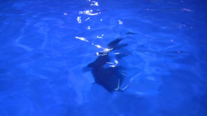 海豚在水族馆游泳19秒视频