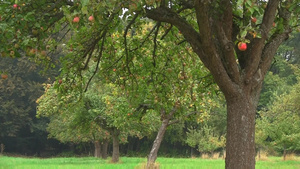秋天的苹果树11秒视频