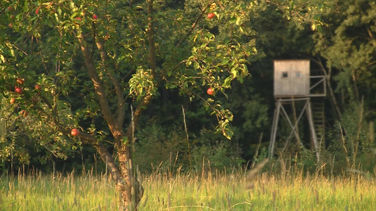 夕阳下的苹果树视频