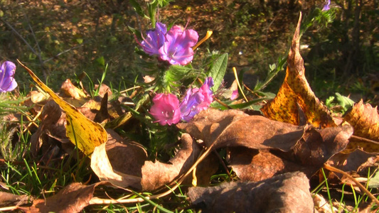 秋叶下的花视频