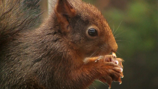 正在吃食物的松鼠[小兽]视频