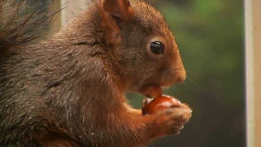 松鼠身上灰褐色的毛有点湿湿的在抱着坚果啃视频