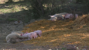 草坪上饲养的猪10秒视频