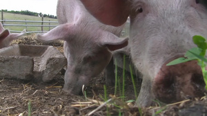 寻找食物的猪25秒视频