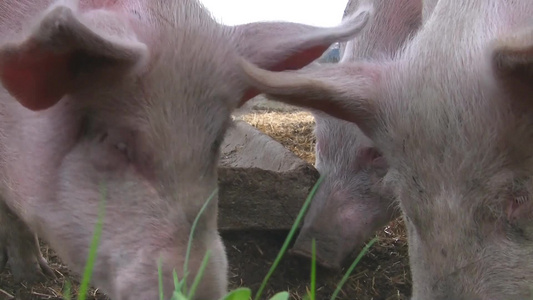猪在栅栏进食视频