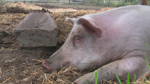 农场里的猪躺在地上8秒视频