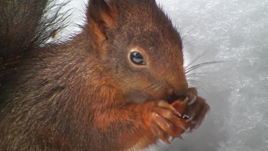 冬季小松鼠吃榛子视频