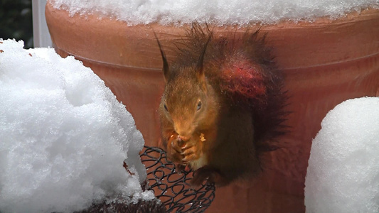 冬天吃坚果的松鼠视频