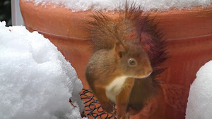 在雪地里啃着松果的松鼠23秒视频