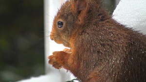 小松鼠在雪地上吃榛子17秒视频