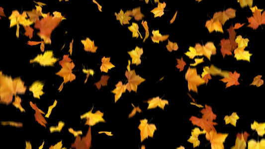 秋天落叶纷飞背景视频视频