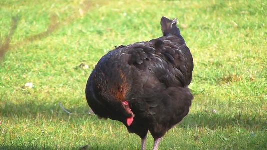 草地上的棕色母鸡视频