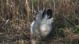 白色母鸡在草地上发现豆荚7秒视频