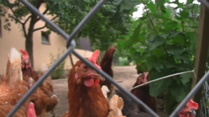 寻觅食物的母鸡15秒视频