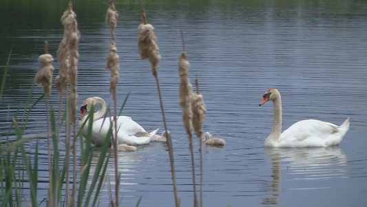 芦苇塘里觅食的天鹅群视频