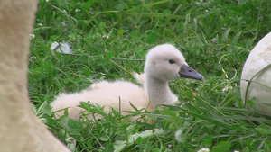 在草坪上休息的天鹅幼崽9秒视频