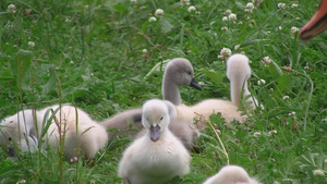 几只可爱的小天鹅在草地上休息19秒视频