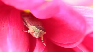 花园里藏着一朵花10秒视频