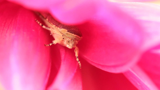 花园里藏着一朵花视频