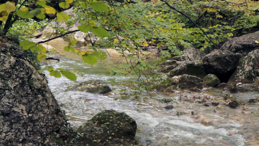 森林中流动的河流[森里]视频