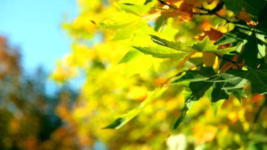 蓝天映衬下的金黄树叶视频