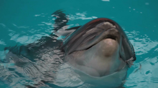 海豚头进入水下特写视频