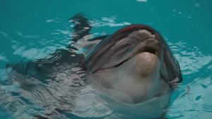 海豚头进入水下特写15秒视频
