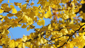 秋景金色银杏树特写20秒视频