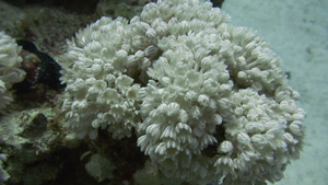海底的珊瑚礁7秒视频