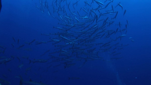 海底深处成群的鱼群迁徙游动19秒视频