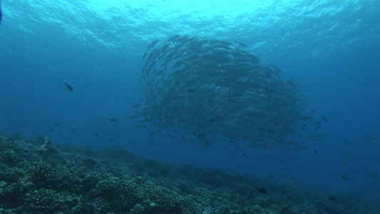 海底鱼群视频