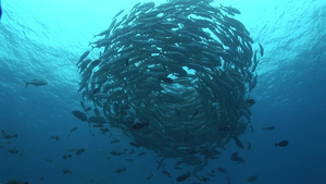 深海中的鱼群26秒视频